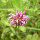 Die gewöhnliche Wiesenblume im Mittelpunkt