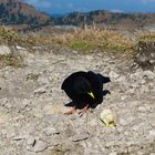 Die gierige Alpendohle