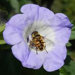 Die Giftbeere (Nicandra physalodes) - Ein gedeckter Tisch für Schwebfliegen