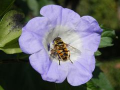 Die Giftbeere (Nicandra physalodes) - Ein gedeckter Tisch für Schwebfliegen