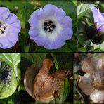 Die Giftbeere (Nicandra physalodes) - Eine blaue Blütenpracht