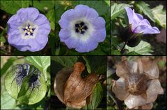 Die Giftbeere (Nicandra physalodes) - Eine blaue Blütenpracht