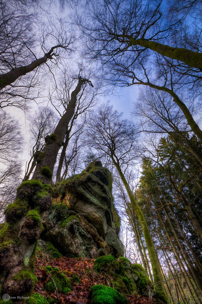 Die Giganten der Wälder