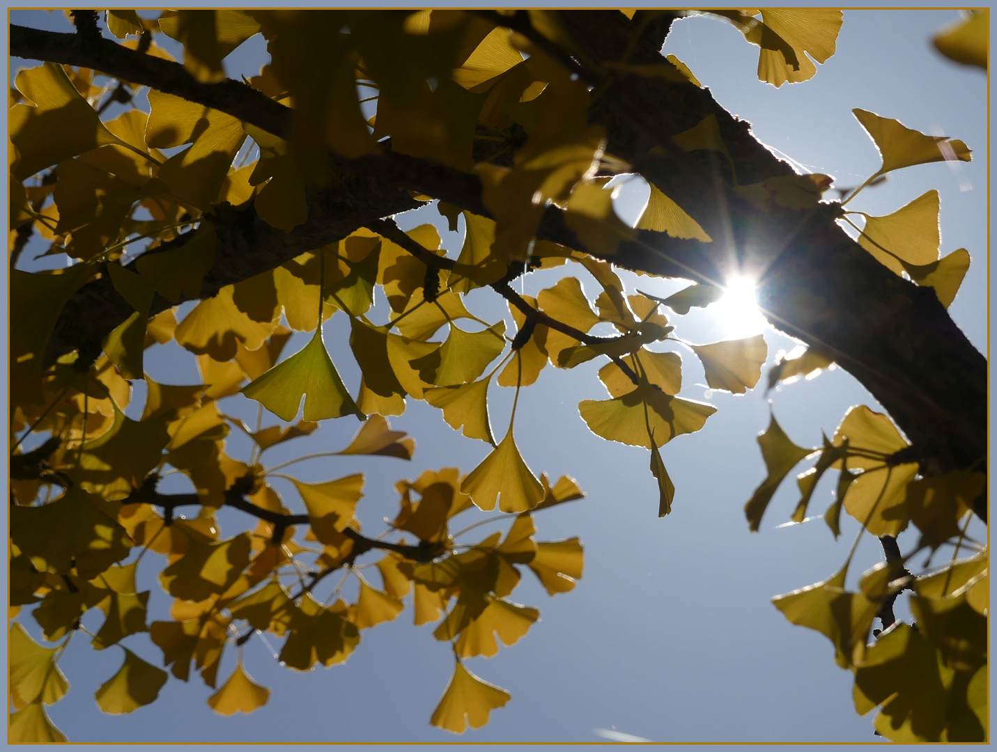 Die Gingkoblätter lassen die Sonne durchblitzen...