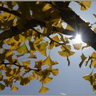 Die Gingkoblätter lassen die Sonne durchblitzen...