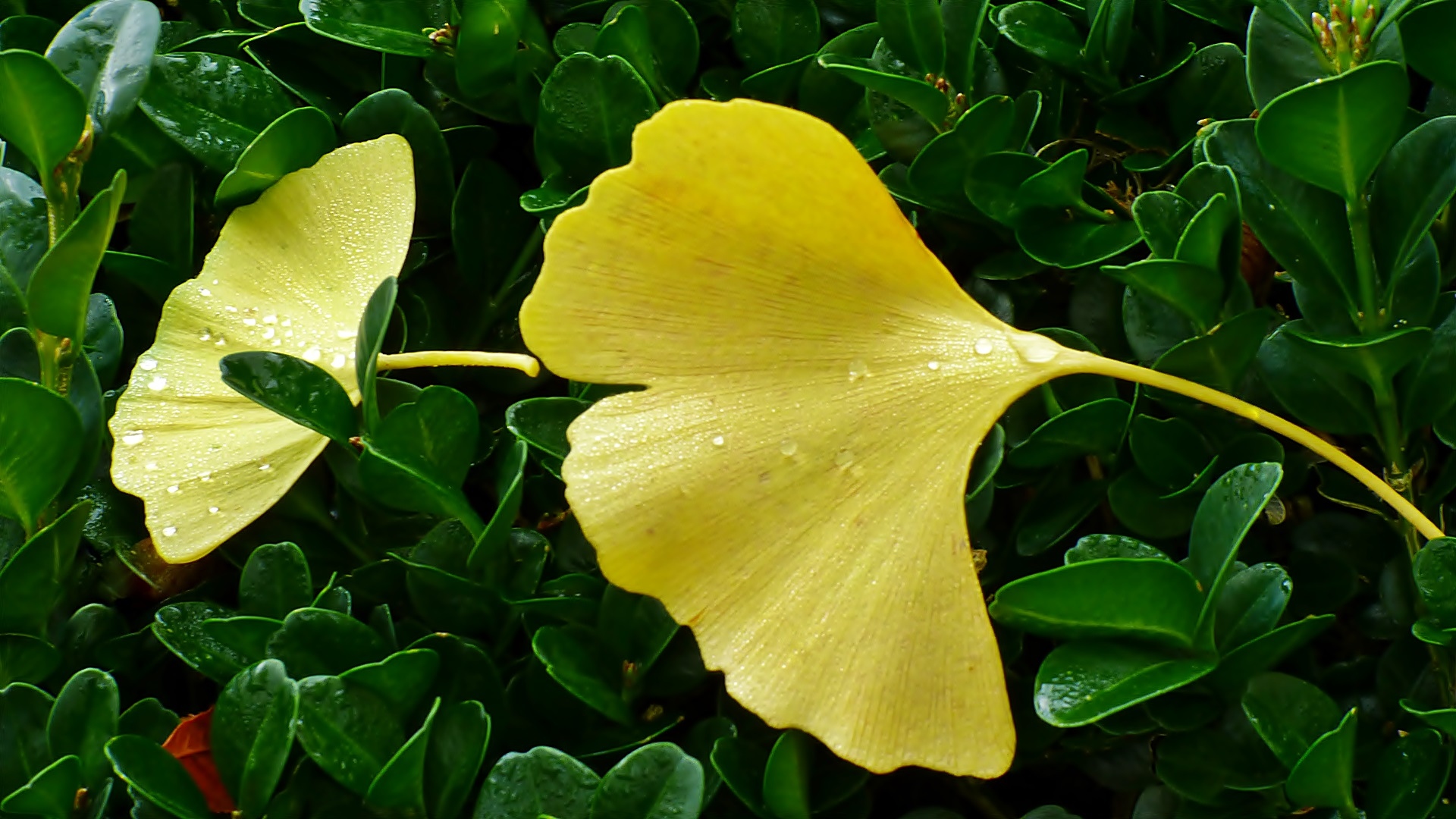 Die Ginkgoblätter fallen . . .