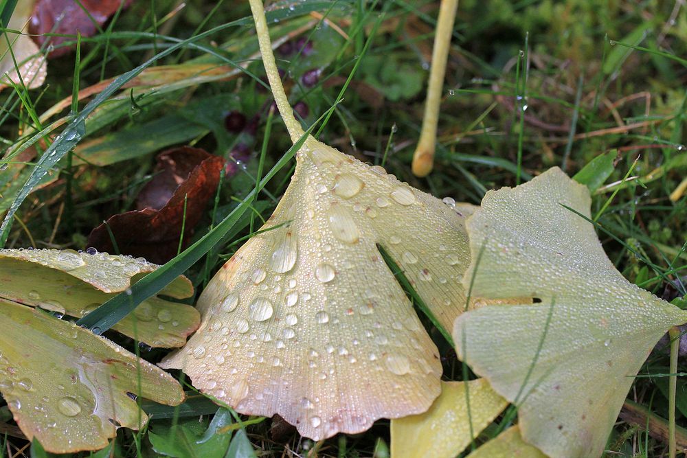 Die Ginkoblätter sind gefallen