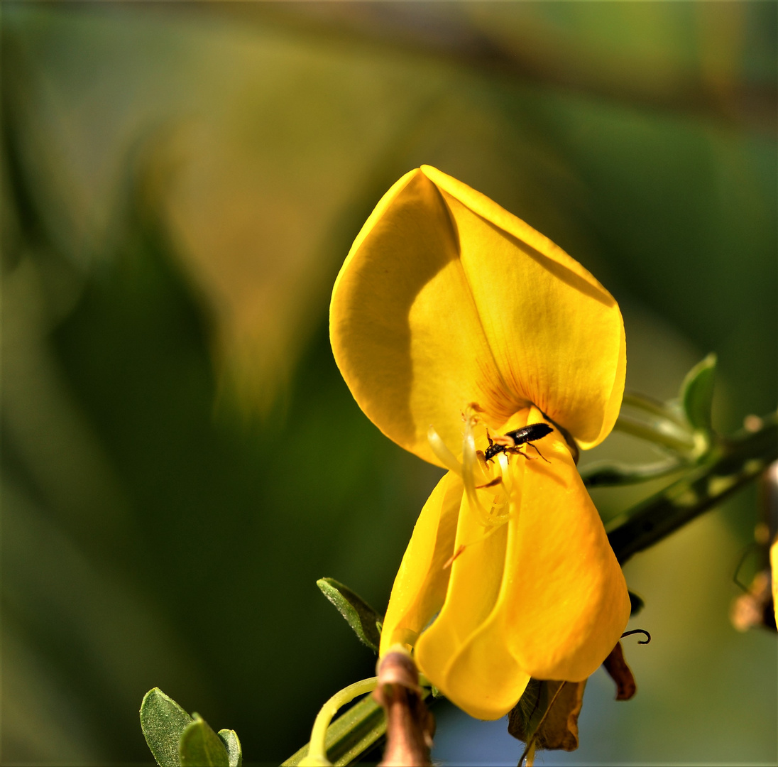 Die Ginster sind in voller Blüte