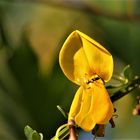 Die Ginster sind in voller Blüte