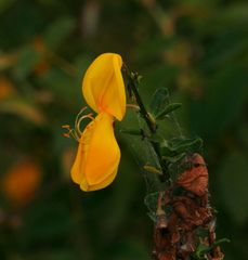 Die Ginsterblüte