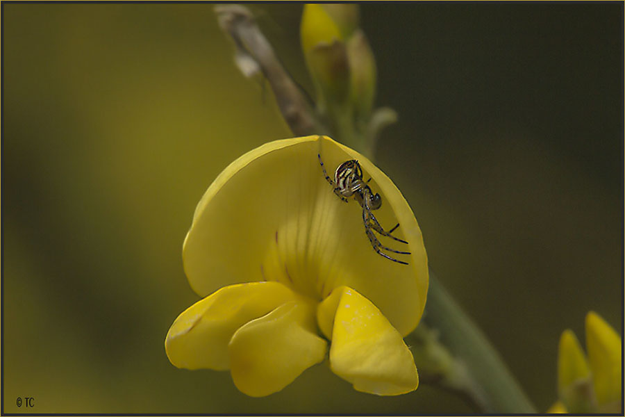 DIE GINSTERBLÜTE