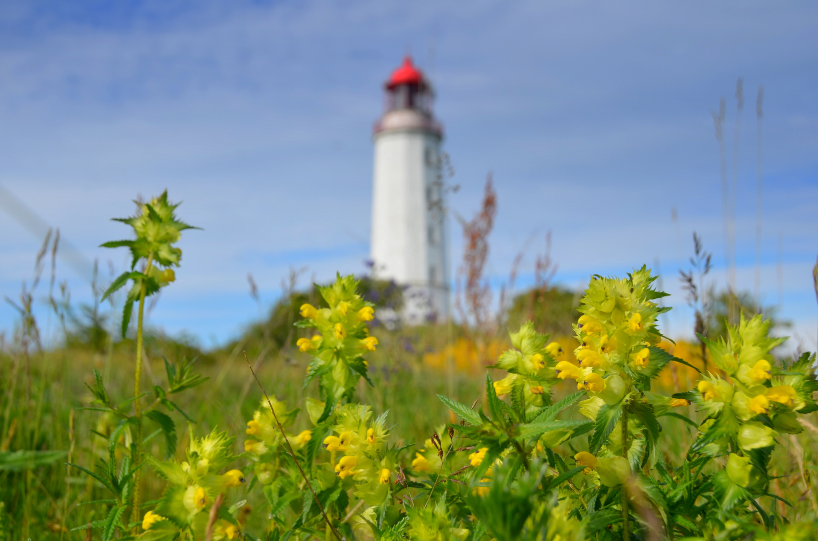 Die Ginsterzeit auf der Insel Hiddensee