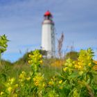 Die Ginsterzeit auf der Insel Hiddensee