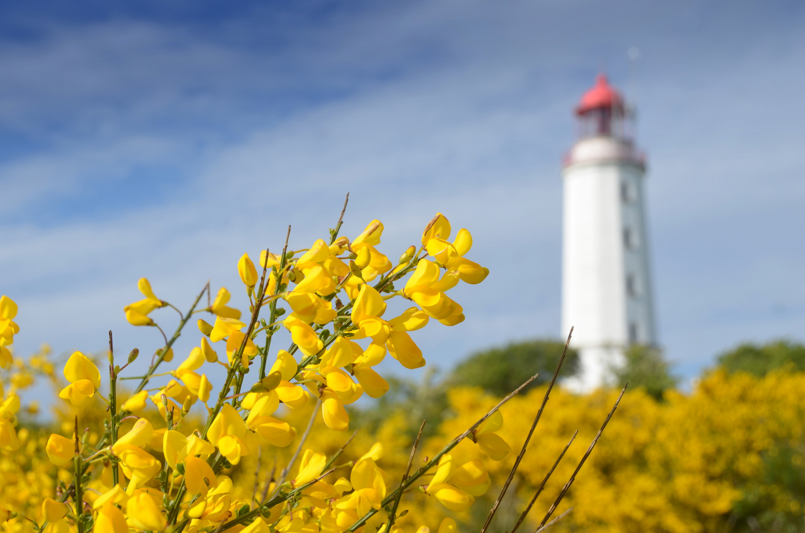 Die Ginsterzeit auf der Insel Hiddensee