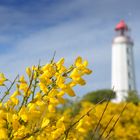 Die Ginsterzeit auf der Insel Hiddensee