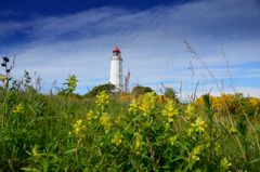 Die Ginsterzeit auf der Insel Hiddensee