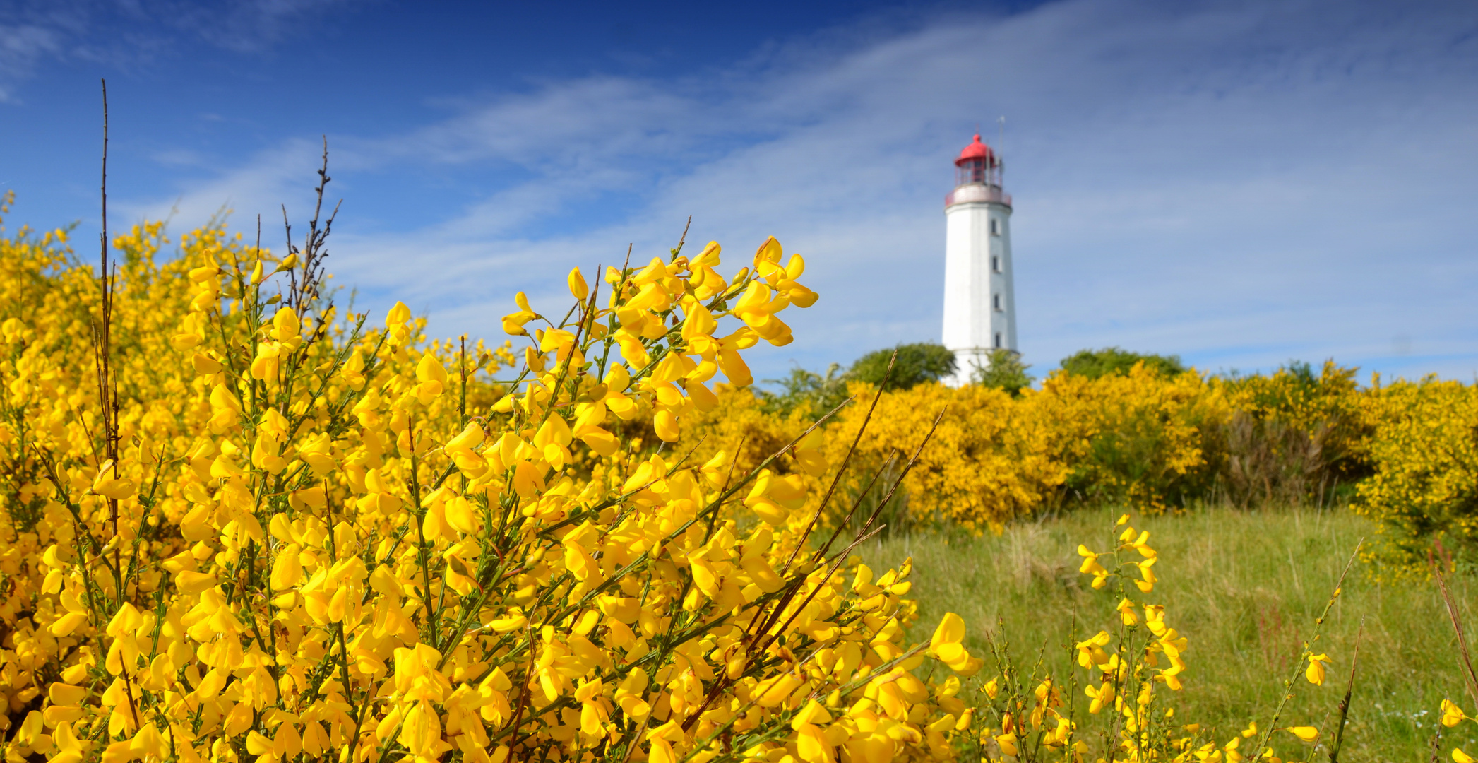 Die Ginsterzeit auf der Insel Hiddensee