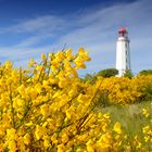 Die Ginsterzeit auf der Insel Hiddensee