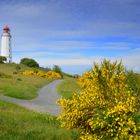 Die Ginsterzeit auf der Insel Hiddensee