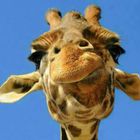 Die Giraffe