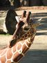 Die Giraffe von Thomas Wedeman