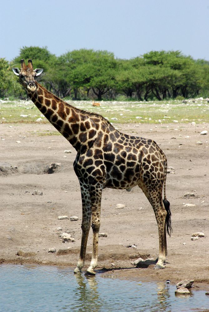 Die Giraffe...