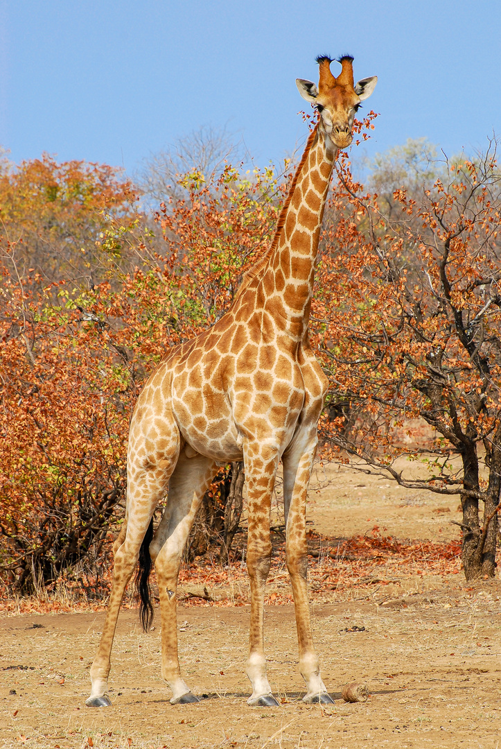 Die Giraffe, ein beeindruckendes Tier