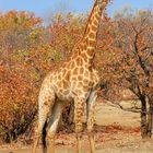 Die Giraffe, ein beeindruckendes Tier