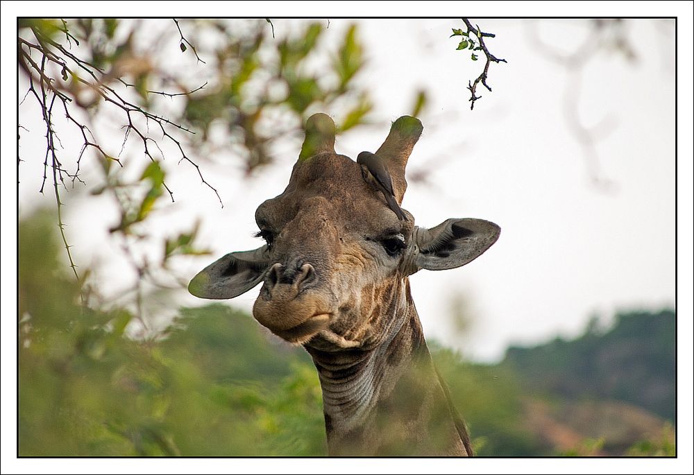 Die Giraffe hat einen Vogel...