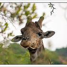 Die Giraffe hat einen Vogel...