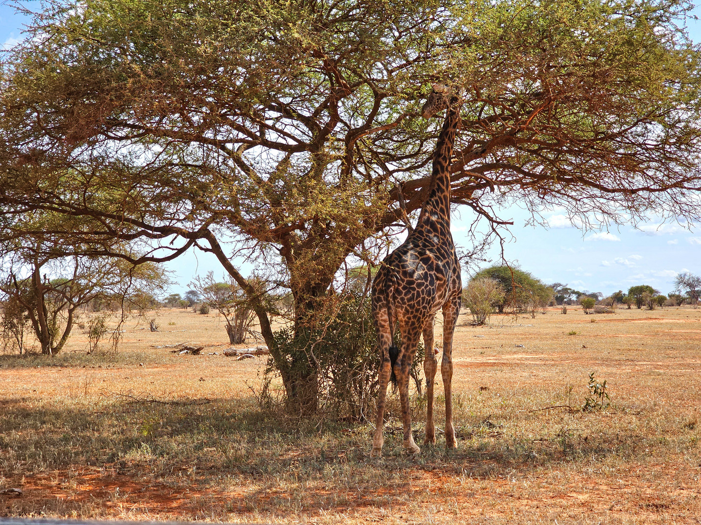 Die Giraffe im Baum