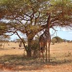 Die Giraffe im Baum
