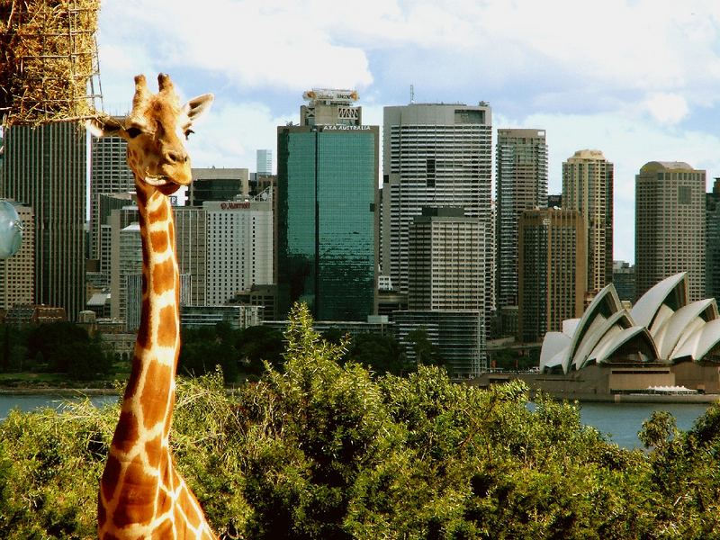 Die Giraffe in Sydney