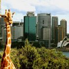 Die Giraffe in Sydney