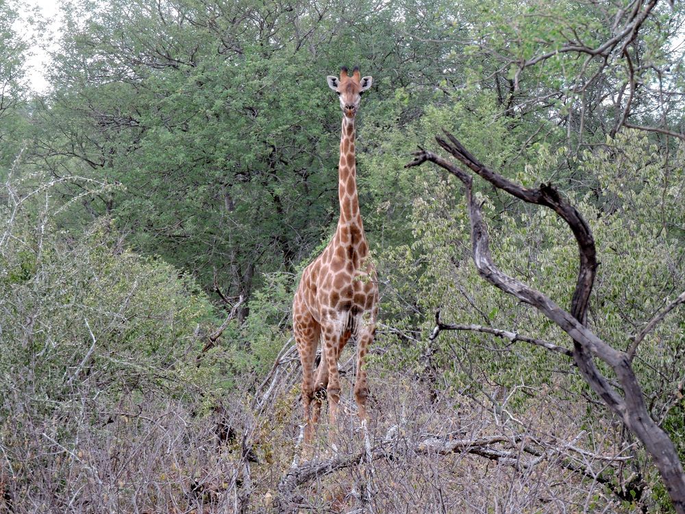 Die Giraffe schaut neugierig auf die Wanderer .