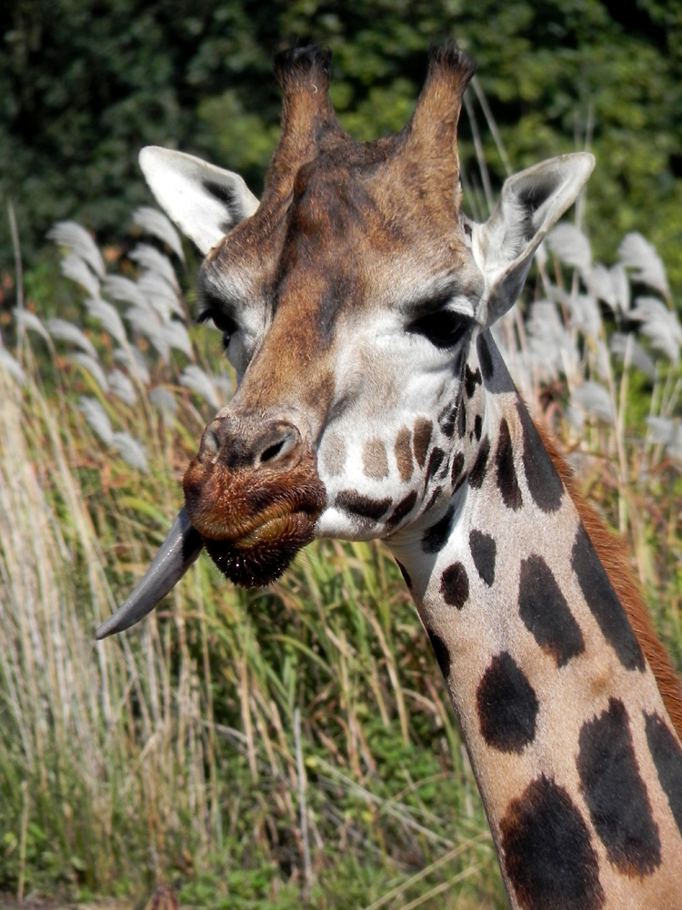 Die Giraffe zeigt ihre lange Zunge