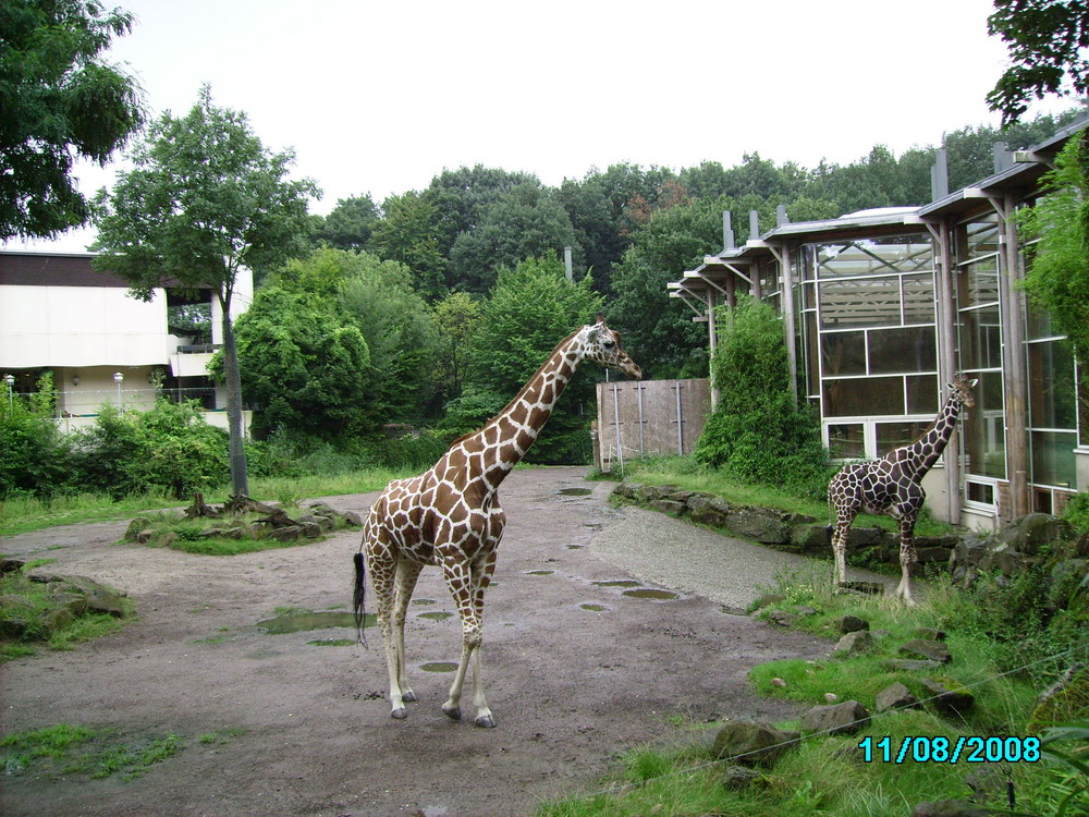 Die Giraffen