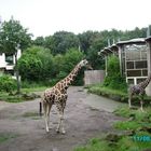 Die Giraffen