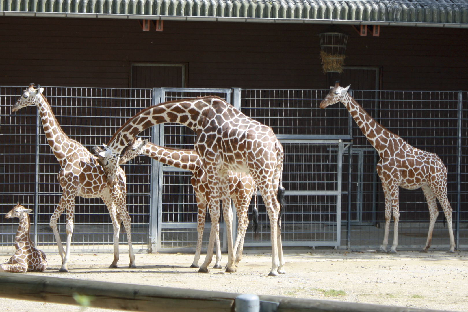 Die Giraffen Familie