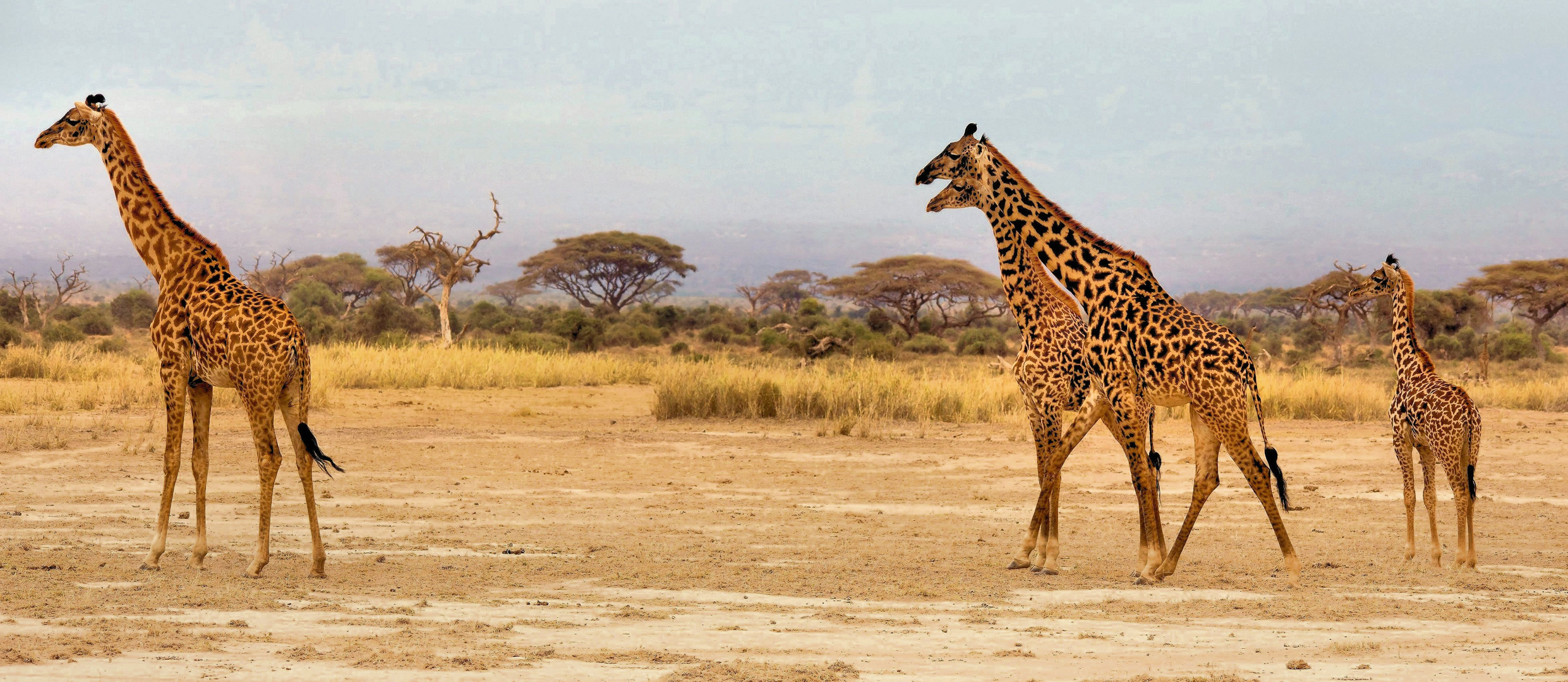 die Giraffen vom Amboseli