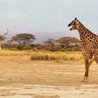 die Giraffen vom Amboseli