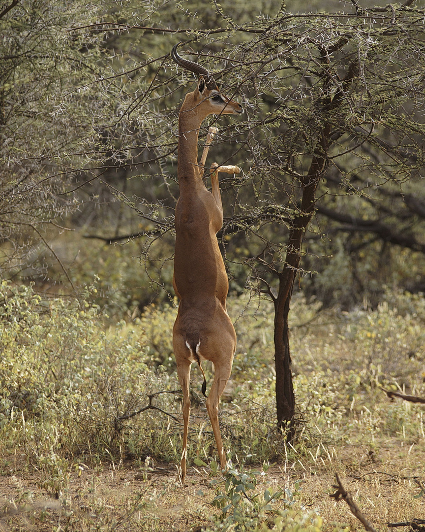 Die Giraffengazelle