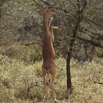Die Giraffengazelle