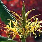 Die Girlandenblume ist ein afrikanisches Unkraut (!)