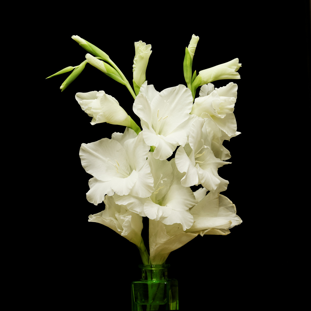 Die Gladiole in weiß