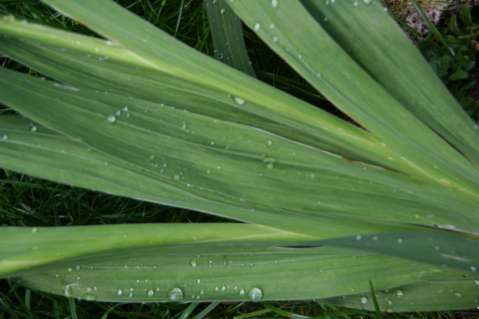 Die Gladiole mit den Regentropfen Vereint