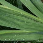 Die Gladiole mit den Regentropfen Vereint