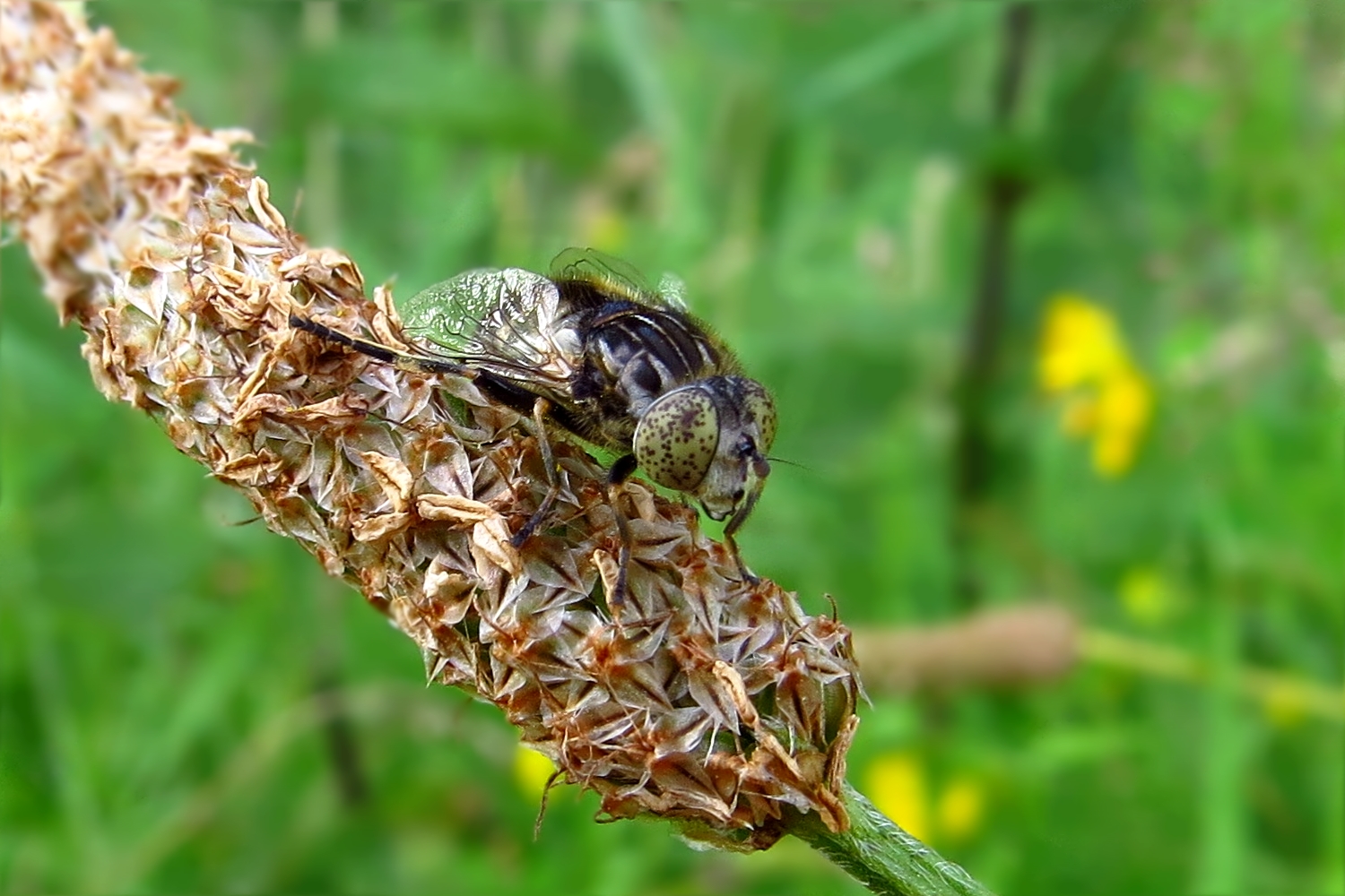 Die Glänzende Faulschlammschwebfliege 