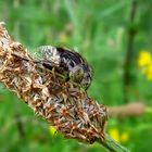 Die Glänzende Faulschlammschwebfliege 