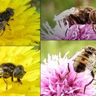 Die  Glänzende Faulschlammschwebfliege  oder